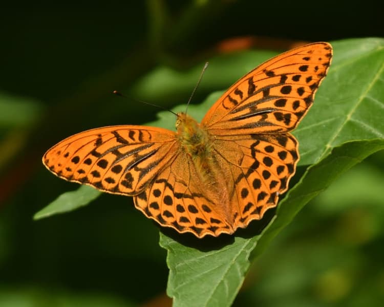 Picture of a Silver-washed Fritillary